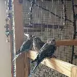 3 junge Bourkesittiche Bild 2