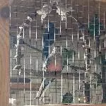 3 junge Bourkesittiche Bild 3