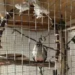 3 junge Bourkesittiche Bild 4