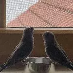 3 junge Bourkesittiche Bild 1