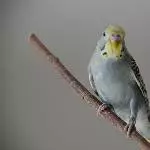 Georgie, der einsame Witwer Bild 1