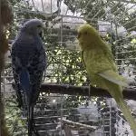 Lili sucht ein neues Zuhause! Bild 1
