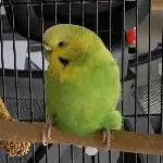 Luise sucht ein nettes Zuhause Bild 1