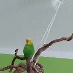 6 Wellis suchen ein neues Zuhause Bild 2
