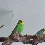 6 Wellis suchen ein neues Zuhause Bild 4