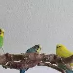 6 Wellis suchen ein neues Zuhause Bild 5