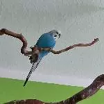 6 Wellis suchen ein neues Zuhause Bild 1