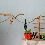 Gauss und Faraday suchen neues liebevolles Zuhause Bild 1
