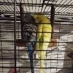 Gauss und Faraday suchen neues liebevolles Zuhause Bild 3