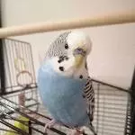 Gauss und Faraday suchen neues liebevolles Zuhause Bild 7