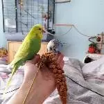 Gauss und Faraday suchen neues liebevolles Zuhause Bild 2