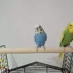 Gauss und Faraday suchen neues liebevolles Zuhause Bild 4