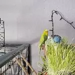 Gauss und Faraday suchen neues liebevolles Zuhause Bild 5