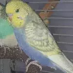 Wellensittich Männchen sucht neuen Körnergeber (mit Käfig) Bild 2