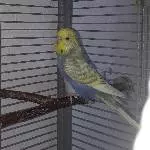 Wellensittich Männchen sucht neuen Körnergeber (mit Käfig) Bild 4