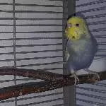 Wellensittich Männchen sucht neuen Körnergeber (mit Käfig) Bild 3