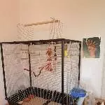 Gretchen sucht ein neues zu Hause Bild 4