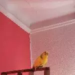 Gretchen sucht ein neues zu Hause Bild 3