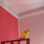 Gretchen sucht ein neues zu Hause Bild 2
