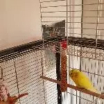 Gretchen sucht ein neues zu Hause Bild 1