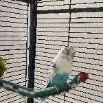 Neues Zuhause für Wellensittichdame gesucht Bild 1