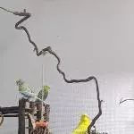 Neues Zuhause gesucht Bild 3