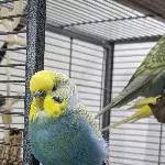 Neues Zuhause gesucht Bild 1