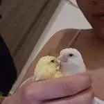 2 Hollänidische Kanarienvögel zu verschenken Bild 1