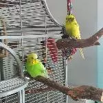 Liebevolles Zuhause für Wellensittich-Weibchen gesucht Bild 2