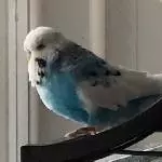 Kirky (6 Jahre), sucht neues Zuhause Bild 1