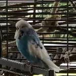 Kirky (6 Jahre), sucht neues Zuhause Bild 2