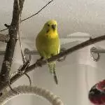 2 junge Welli Pärchen suchen ein neues Zuhause Bild 10