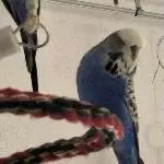2 junge Welli Pärchen suchen ein neues Zuhause Bild 2