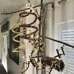 2 junge Welli Pärchen suchen ein neues Zuhause Bild 1