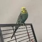 2 junge Welli Pärchen suchen ein neues Zuhause Bild 8