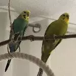 2 junge Welli Pärchen suchen ein neues Zuhause Bild 5