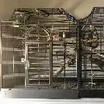 2 junge Welli Pärchen suchen ein neues Zuhause Bild 3