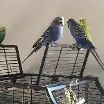 2 junge Welli Pärchen suchen ein neues Zuhause Bild 9