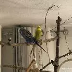 2 junge Welli Pärchen suchen ein neues Zuhause Bild 7