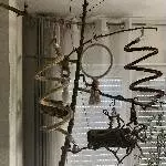 2 junge Welli Pärchen suchen ein neues Zuhause Bild 4