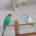 1 Welli Henne und 1 Welli Päärchen suchen dringend ein neues Zuhause Bild 6