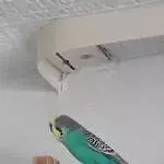 1 Welli Henne und 1 Welli Päärchen suchen dringend ein neues Zuhause Bild 4