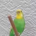 1 Welli Henne und 1 Welli Päärchen suchen dringend ein neues Zuhause Bild 1