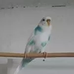 1 Welli Henne und 1 Welli Päärchen suchen dringend ein neues Zuhause Bild 2