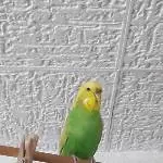 1 Welli Henne und 1 Welli Päärchen suchen dringend ein neues Zuhause Bild 5