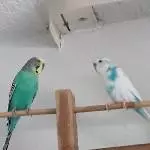 1 Welli Henne und 1 Welli Päärchen suchen dringend ein neues Zuhause Bild 3