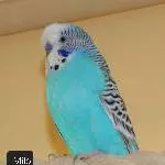 Schwarm sucht neuen Körnergeber Bild 2