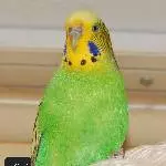 Schwarm sucht neuen Körnergeber Bild 8