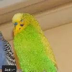 Schwarm sucht neuen Körnergeber Bild 5