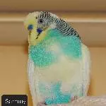 Schwarm sucht neuen Körnergeber Bild 7